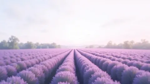 Lavender Field